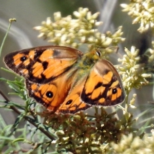 Heteronympha penelope at Canberra Central, ACT - 8 Mar 2018 02:15 PM