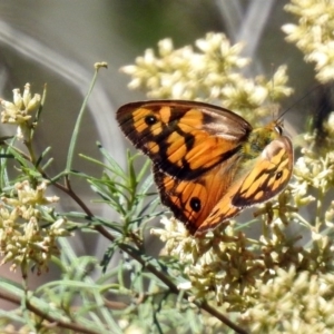 Heteronympha penelope at Canberra Central, ACT - 8 Mar 2018