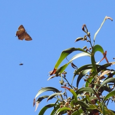 Jalmenus evagoras (Imperial Hairstreak) at Canberra Central, ACT - 8 Mar 2018 by RodDeb