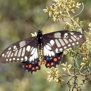 Papilio anactus at Canberra Central, ACT - 8 Mar 2018