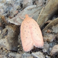 Garrha leucerythra (A concealer moth) at Conder, ACT - 28 Feb 2018 by MichaelBedingfield