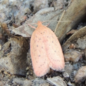 Garrha leucerythra at Conder, ACT - 28 Feb 2018