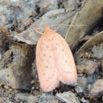 Garrha leucerythra (A concealer moth) at Conder, ACT - 28 Feb 2018 by MichaelBedingfield