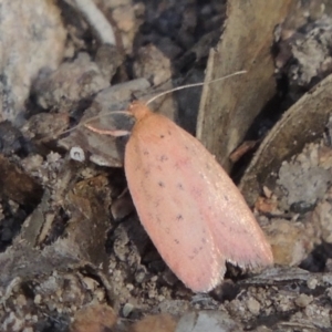 Garrha leucerythra at Conder, ACT - 28 Feb 2018