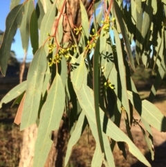 Eucalyptus melliodora (Yellow Box) at Burra, NSW - 9 Mar 2018 by alexwatt