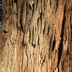 Eucalyptus melliodora at Burra, NSW - 9 Mar 2018