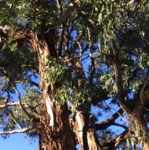 Eucalyptus melliodora at Burra, NSW - 9 Mar 2018