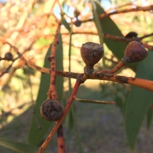 Eucalyptus pauciflora subsp. pauciflora at QPRC LGA - 9 Mar 2018