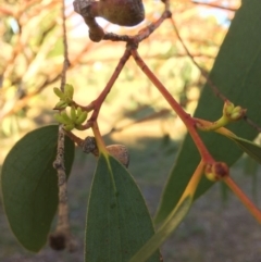 Eucalyptus pauciflora subsp. pauciflora at QPRC LGA - 9 Mar 2018