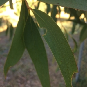 Eucalyptus pauciflora subsp. pauciflora at QPRC LGA - 9 Mar 2018