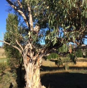 Eucalyptus pauciflora subsp. pauciflora at QPRC LGA - 9 Mar 2018