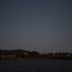 Pteropus poliocephalus (Grey-headed Flying-fox) at Lake Burley Griffin Central/East - 8 Mar 2018 by SallyandPeter