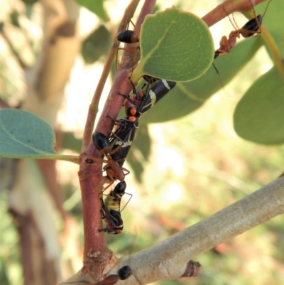 Eurymeloides pulchra (Gumtree hopper) at Belconnen, ACT - 7 Mar 2018 by CathB