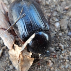 Dasygnathus sp. (genus) at Cook, ACT - 7 Mar 2018