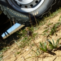 Backobourkia sp. (genus) at Majura, ACT - 9 Mar 2018