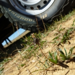 Backobourkia sp. (genus) at Majura, ACT - 9 Mar 2018