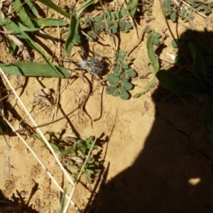 Backobourkia sp. (genus) at Majura, ACT - 9 Mar 2018