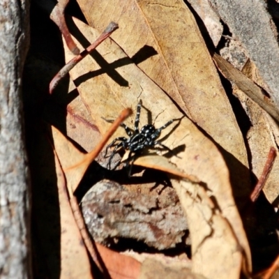 Nyssus albopunctatus (White-spotted swift spider) at Green Cape, NSW - 7 Mar 2018 by RossMannell