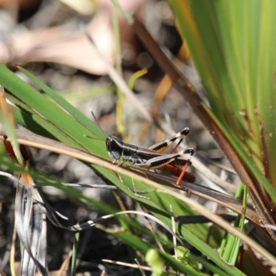 Macrotona sp. (genus) (Macrotona grasshopper) at Green Cape, NSW - 7 Mar 2018 by RossMannell