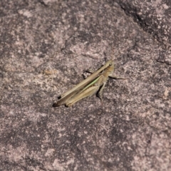 Schizobothrus flavovittatus (Disappearing Grasshopper) at Green Cape, NSW - 7 Mar 2018 by RossMannell