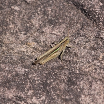 Schizobothrus flavovittatus (Disappearing Grasshopper) at Green Cape, NSW - 7 Mar 2018 by RossMannell