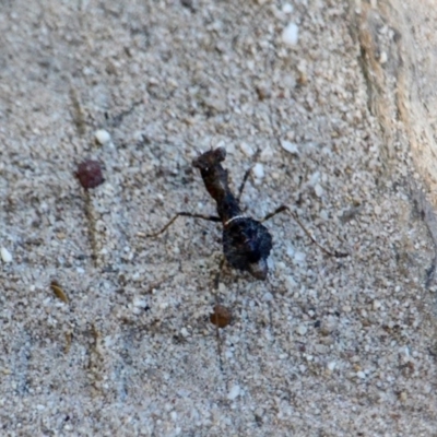 Paraoxypilus tasmaniensis (Black bark mantis or Boxing mantis) at Green Cape, NSW - 7 Mar 2018 by RossMannell