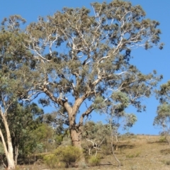 Eucalyptus polyanthemos (Red Box) at Conder, ACT - 28 Feb 2018 by MichaelBedingfield