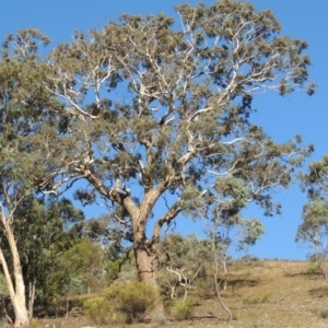 Eucalyptus polyanthemos at Conder, ACT - 28 Feb 2018