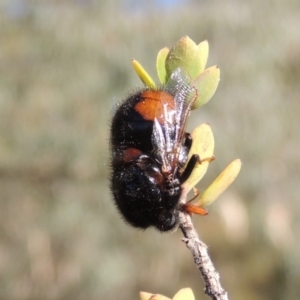 Pterodontia mellii at Conder, ACT - 28 Feb 2018