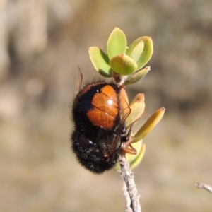 Pterodontia mellii at Conder, ACT - 28 Feb 2018