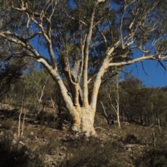 Eucalyptus rossii (Inland Scribbly Gum) at Conder, ACT - 28 Feb 2018 by michaelb