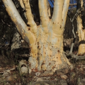 Eucalyptus rossii at Rob Roy Range - 28 Feb 2018 07:02 PM