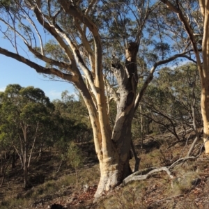 Eucalyptus rossii at Rob Roy Range - 28 Feb 2018 07:02 PM