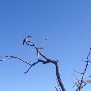 Anhinga novaehollandiae at Greenway, ACT - 15 Feb 2018 09:37 AM