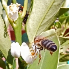 Apis mellifera (European honey bee) at Conder, ACT - 12 Mar 2016 by powelltara@hotmail.com