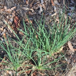 Tragopogon dubius at Garran, ACT - 10 Mar 2018 12:00 AM