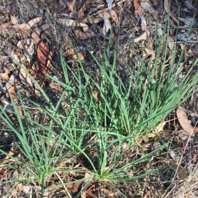 Tragopogon dubius (Goatsbeard) at Garran, ACT - 9 Mar 2018 by ruthkerruish