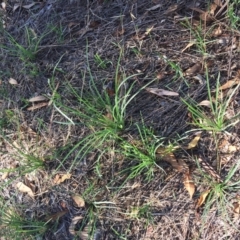 Tragopogon dubius at Garran, ACT - 10 Mar 2018