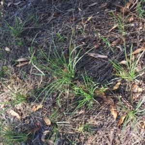 Tragopogon dubius at Garran, ACT - 10 Mar 2018