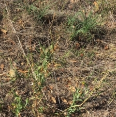 Tragopogon dubius at Garran, ACT - 10 Mar 2018