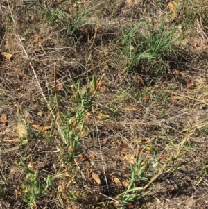 Tragopogon dubius at Garran, ACT - 10 Mar 2018 12:00 AM