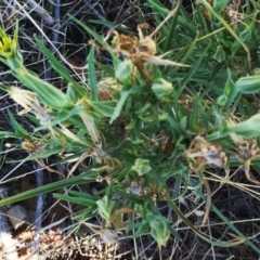 Tragopogon dubius at Garran, ACT - 10 Mar 2018