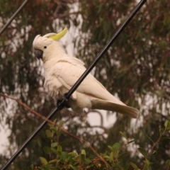 Cacatua galerita (Sulphur-crested Cockatoo) at Fadden, ACT - 28 Feb 2018 by YumiCallaway