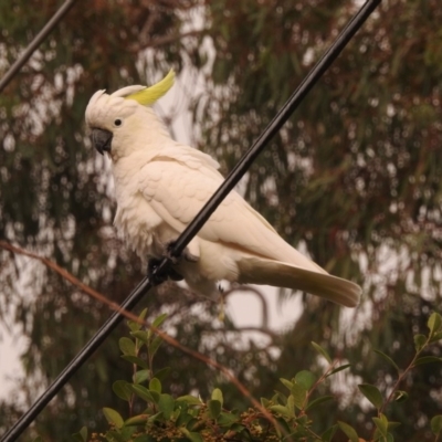 Cacatua galerita (Sulphur-crested Cockatoo) at Fadden, ACT - 28 Feb 2018 by YumiCallaway