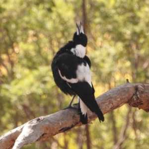 Gymnorhina tibicen at Fadden, ACT - 28 Feb 2018