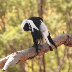 Gymnorhina tibicen at Fadden, ACT - 28 Feb 2018 09:48 AM