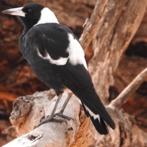 Gymnorhina tibicen at Fadden, ACT - 28 Feb 2018 09:48 AM