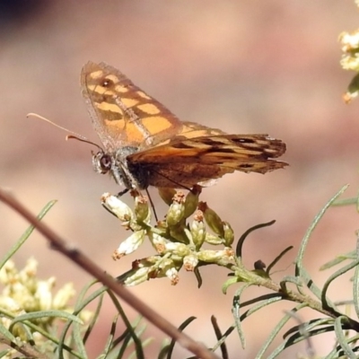 Geitoneura klugii (Marbled Xenica) at Canberra Central, ACT - 8 Mar 2018 by RodDeb