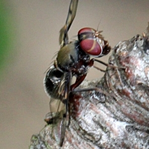 Pogonortalis doclea at Melba, ACT - 12 Nov 2017 02:20 PM