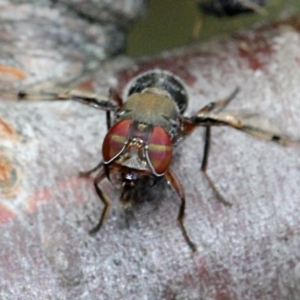 Pogonortalis doclea at Melba, ACT - 12 Nov 2017 02:20 PM